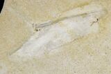 Soft-Bodied Fossil Squid (Plesiotheuthis) - Solnhofen, Germany #113278-1
